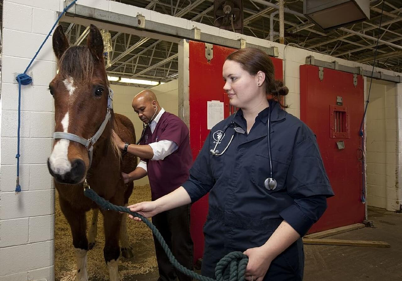 How Much Do Vet Techs Make? « CareersWiki.com